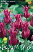  Tulipa Lily flowered Maytime liliomvirg tulipn virghagymk 2'
