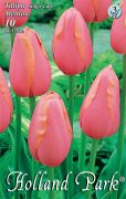  Tulipa Single Late Menton ksi, egyszer tulipn virghagymk 3'