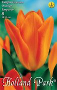  Tulipa Fosteriana Orange Emperor Fosteriana tulipn virghagymk 2'