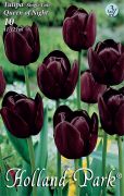  Tulipa Single Late Queen of Night ksi, egyszer tulipn virghagymk 3'