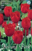  Tulipa Fringed Red Wing crispa tulipn virghagymk