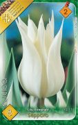  Tulipa Lily flowered Sapporo liliomvirg tulipn virghagymk 2'