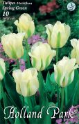  Tulipa Viridiflora Spring Green viridiflra tulipn virghagymk 3'