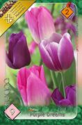  Tulipa Trio Purple Dreams triumph tulipn virghagymk 2'