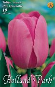  Tulipa Triumph Dynasty Triumph tulipn virghagymk 2'