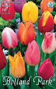  Tulipa Triumph Mixed vegyes tulipn virghagymk 3'