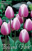  Tulipa Triumph Valentine/Synaeda Blue tulipn virghagymk 2'