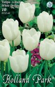  Tulipa Triumph White tulipn virghagymk 3'