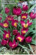  Tulipa Botanical humilis Violacea tulipn virghagymk 3'
