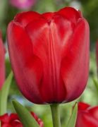  Tulp Rood cserepes tulipán 12 cm-es cserépben, 1 db