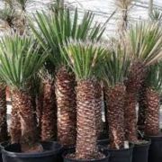  Yucca  filifera  'Australis'  CLT45