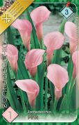  Zantedeschia Pink rózsaszín kála, tölcsérvirág virághagyma 3'