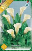  Zantedeschia White fehér kála, tölcsérvirág virághagyma 3'
