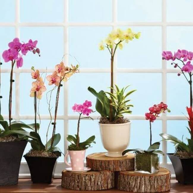 Földek orchideákhoz