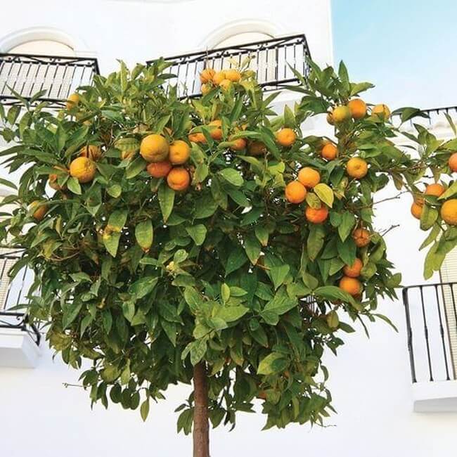 Tápoldatok Citrus és mediterrán növényekhez