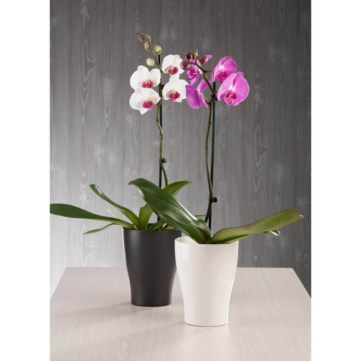 Kerámia orchidea kaspók