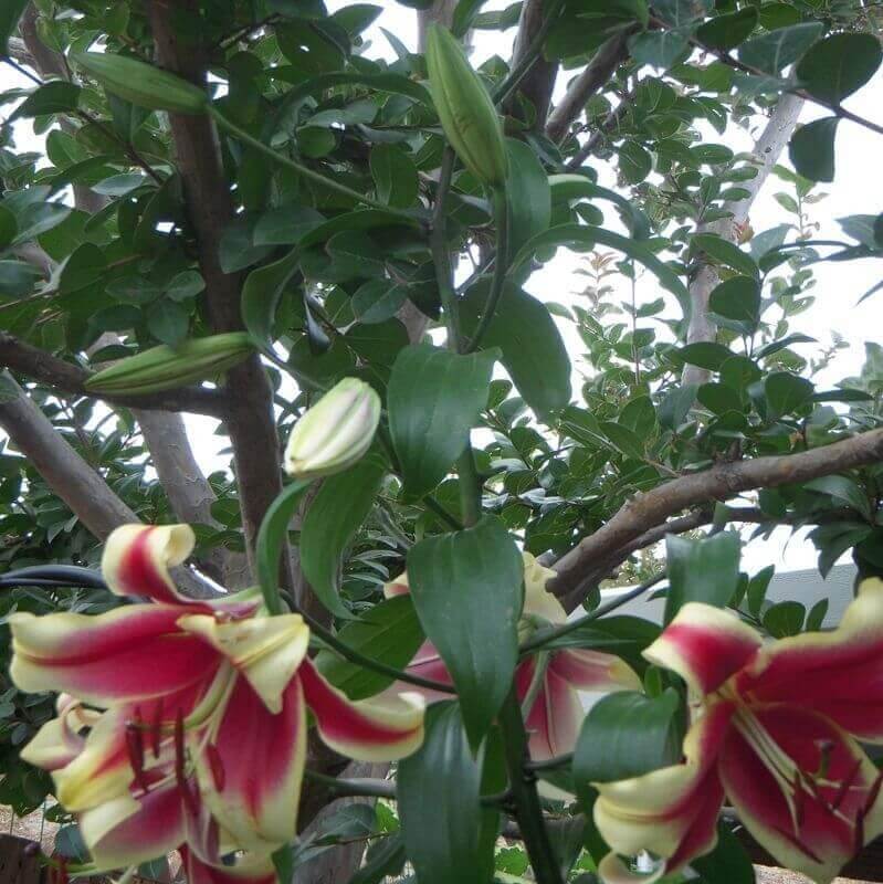 Liliomfa virághagymák
