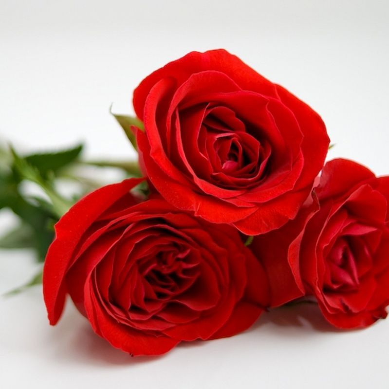 Romantikus rózsa