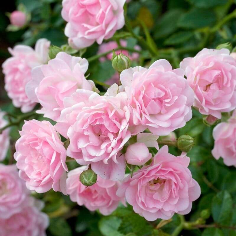 ELŐRENDELHETŐ Cserepes rózsatövek rózsák